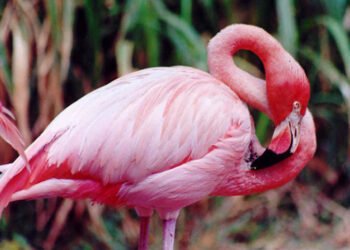 “Flamingos” pone a Yucatán en la ruta al Oscar y al Goya