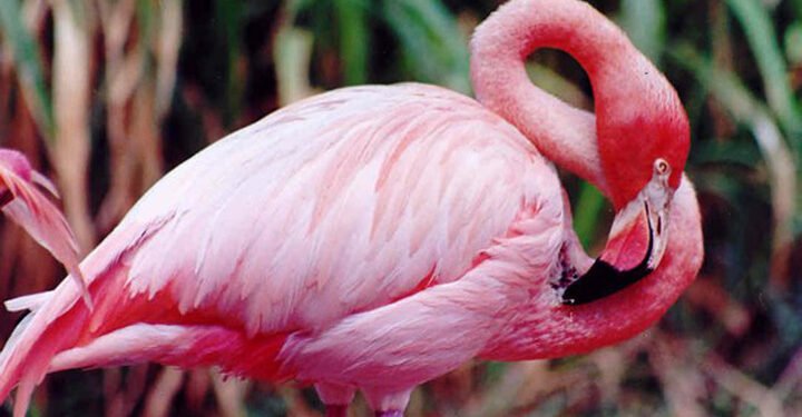 “Flamingos” pone a Yucatán en la ruta al Oscar y al Goya