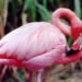 “Flamingos” pone a Yucatán en la ruta al Oscar y al Goya