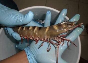 ¡Alerta en Ría Lagartos! Este invasor amenaza la biodiversidad