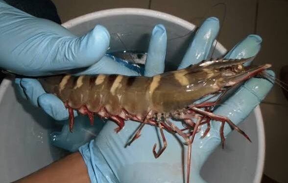 ¡Alerta en Ría Lagartos! Este invasor amenaza la biodiversidad