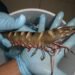 ¡Alerta en Ría Lagartos! Este invasor amenaza la biodiversidad