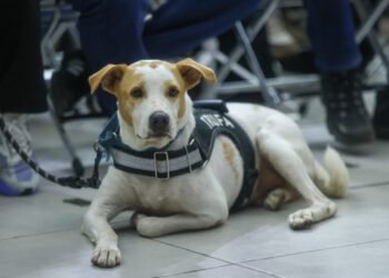 ¿Tu mascota necesita esterilización? Habrá 600 servicios gratuitos