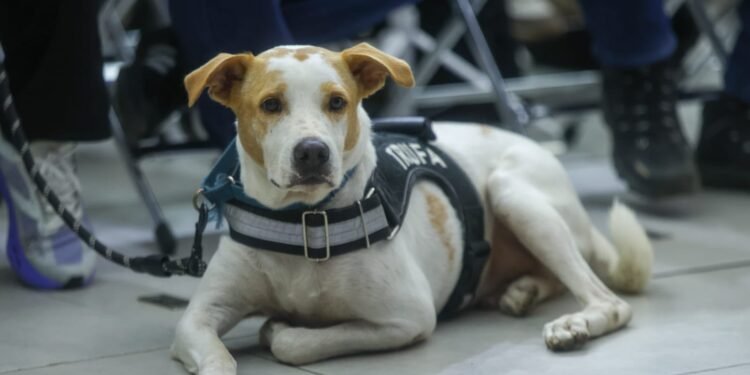 ¿Tu mascota necesita esterilización? Habrá 600 servicios gratuitos