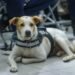 ¿Tu mascota necesita esterilización? Habrá 600 servicios gratuitos