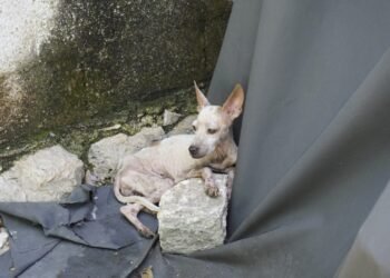 ¿Tienes un perro o un gato? Estas omisiones podrían meterte en problemas