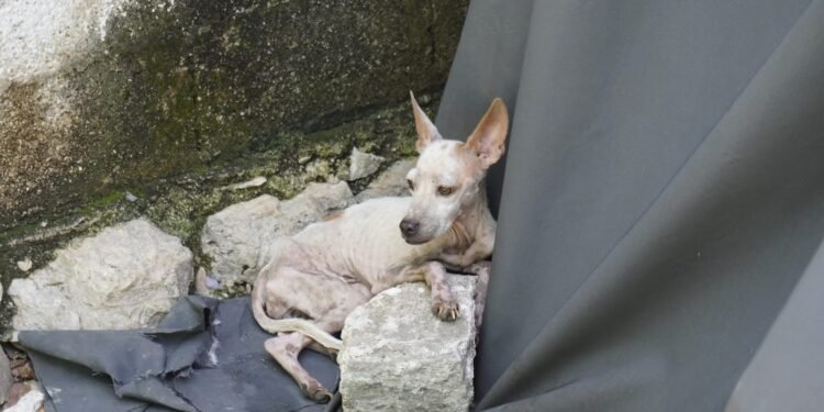 ¿Tienes un perro o un gato? Estas omisiones podrían meterte en problemas