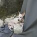 ¿Tienes un perro o un gato? Estas omisiones podrían meterte en problemas