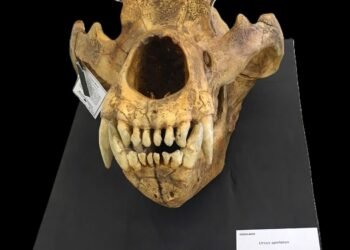 ¿Qué secretos esconden los huesos de un gigante de la Edad de Hielo?