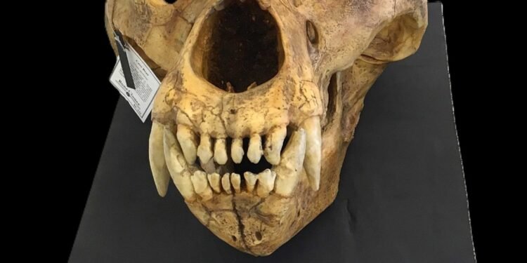 ¿Qué secretos esconden los huesos de un gigante de la Edad de Hielo?