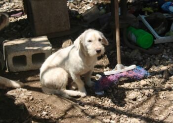 Rescate masivo en Mérida: 48 perros fueron sacados de una vivienda del Centro