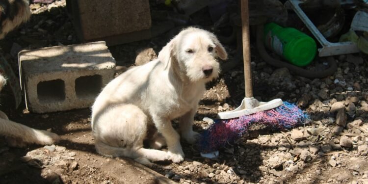 Rescate masivo en Mérida: 48 perros fueron sacados de una vivienda del Centro