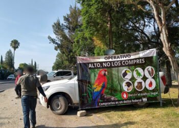¿Cuánto pierde la naturaleza con el tráfico? Profepa rescata 65 ejemplares en Puebla