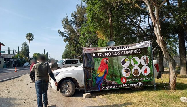 ¿Cuánto pierde la naturaleza con el tráfico? Profepa rescata 65 ejemplares en Puebla