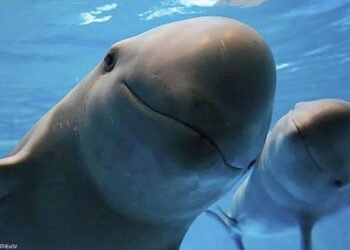 ¿Todavía hay esperanza para la vaquita marina? El panorama es optimista