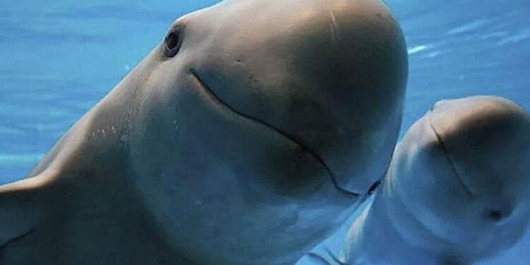 ¿Todavía hay esperanza para la vaquita marina? El panorama es optimista