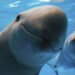 ¿Todavía hay esperanza para la vaquita marina? El panorama es optimista