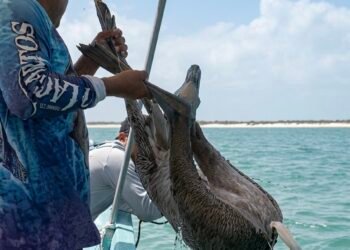 ¿Qué hacía un venado nadando en el océano? El sorprendente rescate en El Cuyo