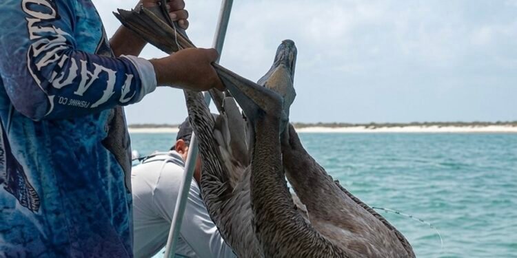 ¿Qué hacía un venado nadando en el océano? El sorprendente rescate en El Cuyo