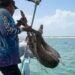 ¿Qué hacía un venado nadando en el océano? El sorprendente rescate en El Cuyo