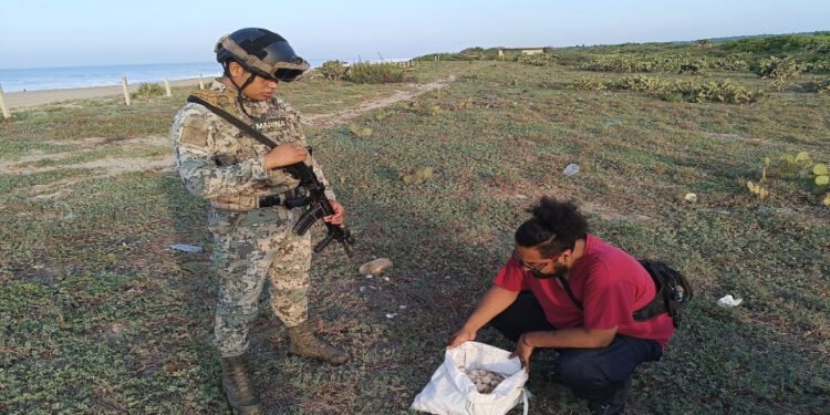 Frenan saqueo de tortuga golfina: recuperan 5,100 huevos en santuario de Oaxaca
