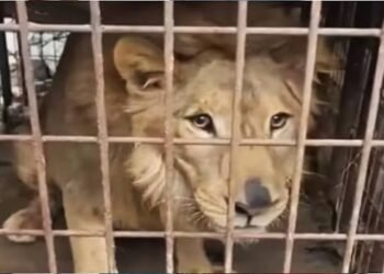 Un rugido detrás de las paredes: león aparece en una vivienda abandonada