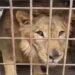 Un rugido detrás de las paredes: león aparece en una vivienda abandonada