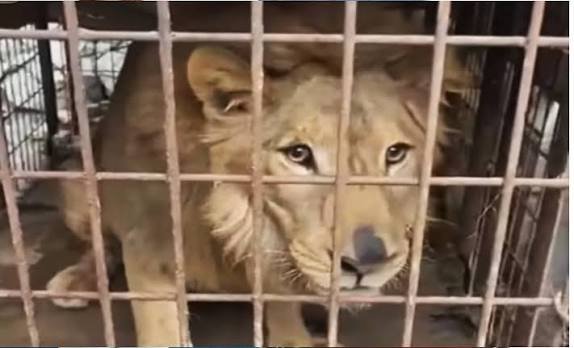 Un rugido detrás de las paredes: león aparece en una vivienda abandonada
