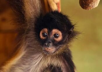 De la selva al cautiverio: Profepa alerta sobre el tráfico ilegal de primates