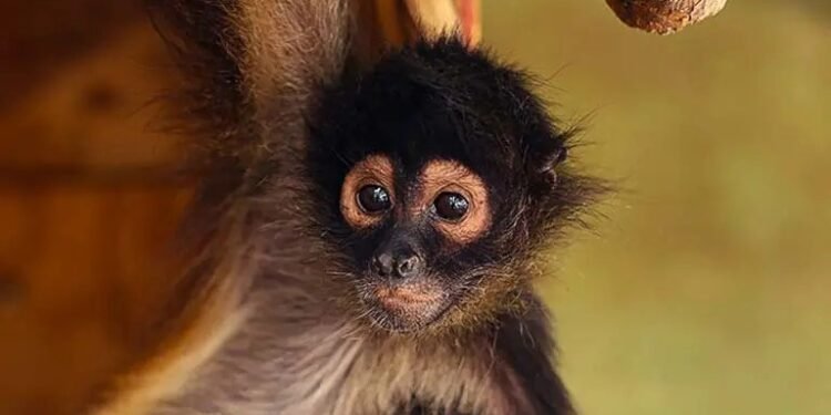 De la selva al cautiverio: Profepa alerta sobre el tráfico ilegal de primates