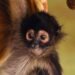 De la selva al cautiverio: Profepa alerta sobre el tráfico ilegal de primates