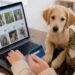 ¿Vas a adoptar un michi o un lomito? Así puedes evitar el fraude del “Adoptimo”