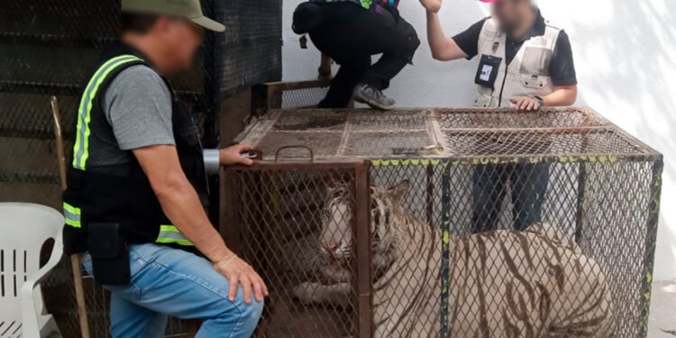 Profepa interviene autolavado y asegura dos ejemplares de vida silvestre