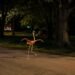¡Fuera de su ruta! Flamenco aparece desorientado en parque de Mérida y vecinos lo ponen a salvo