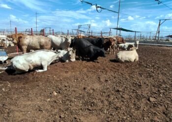 ¿Terminó el cierre? Primeras reses mexicanas ingresan a Estados Unidos