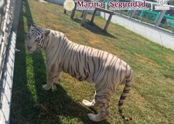 ¡Parecía un zoológico! Cateo descubre tigres y leones en rancho de Tamaulipas