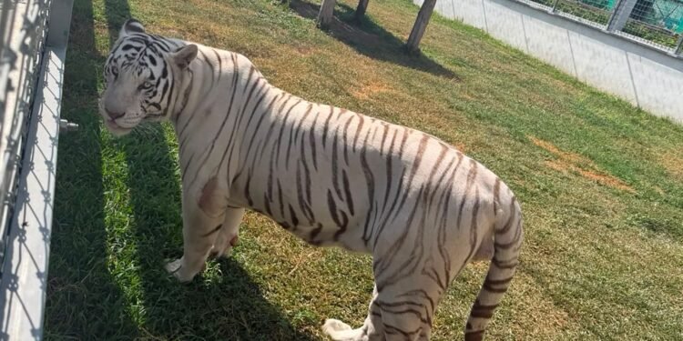 ¡Parecía un zoológico! Cateo descubre tigres y leones en rancho de Tamaulipas