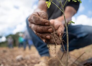 Más árboles para Yucatán: arrancan reforestación de 292 hectáreas en 14 municipios