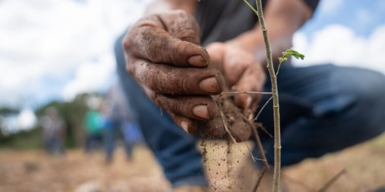 Más árboles para Yucatán: arrancan reforestación de 292 hectáreas en 14 municipios