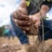 Más árboles para Yucatán: arrancan reforestación de 292 hectáreas en 14 municipios