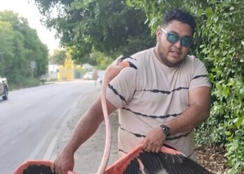 ¡Rescatan flamenco en Sisal! Caminaba desorientado en plena carretera