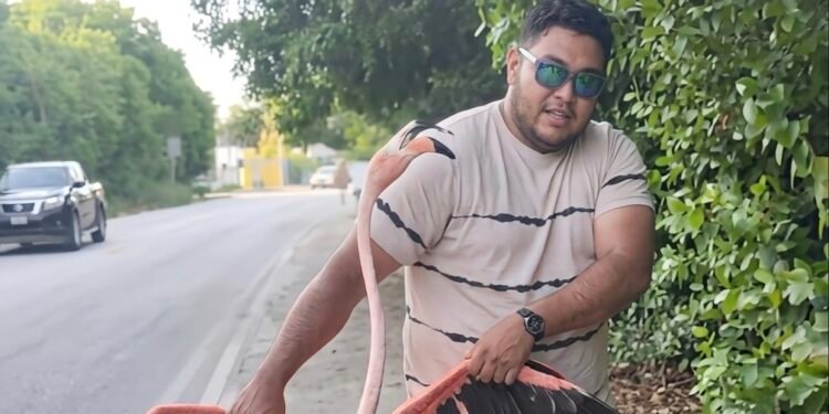 ¡Rescatan flamenco en Sisal! Caminaba desorientado en plena carretera