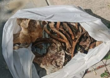 Sube a limpiar su techo y encuentra una bolsa con huesos y pelaje en Ciudad Caucel