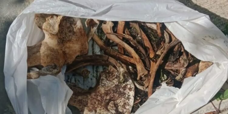 Sube a limpiar su techo y encuentra una bolsa con huesos y pelaje en Ciudad Caucel