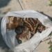 Sube a limpiar su techo y encuentra una bolsa con huesos y pelaje en Ciudad Caucel