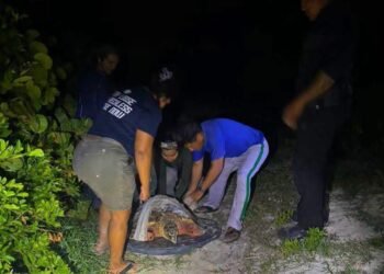 ¿Qué ocurrió en Sisal? Perros atacan a una tortuga carey y le causan lesiones severas