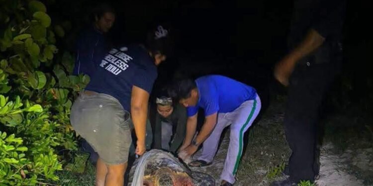 ¿Qué ocurrió en Sisal? Perros atacan a una tortuga carey y le causan lesiones severas