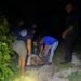 ¿Qué ocurrió en Sisal? Perros atacan a una tortuga carey y le causan lesiones severas