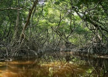 Yucatán se queda sin manglares: pierde 1.5 hectáreas cada día