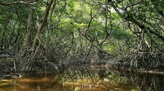 Yucatán se queda sin manglares: pierde 1.5 hectáreas cada día